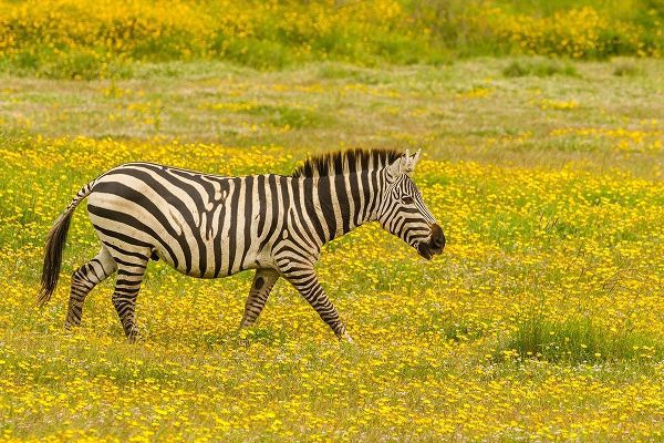 Africa-Tanzania-Ngorongoro Crater Zebra walking in flower field